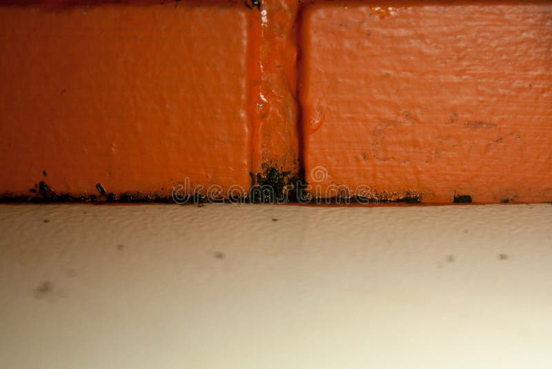 Leaking water causes Mould stock photo. Image of rain 177212142