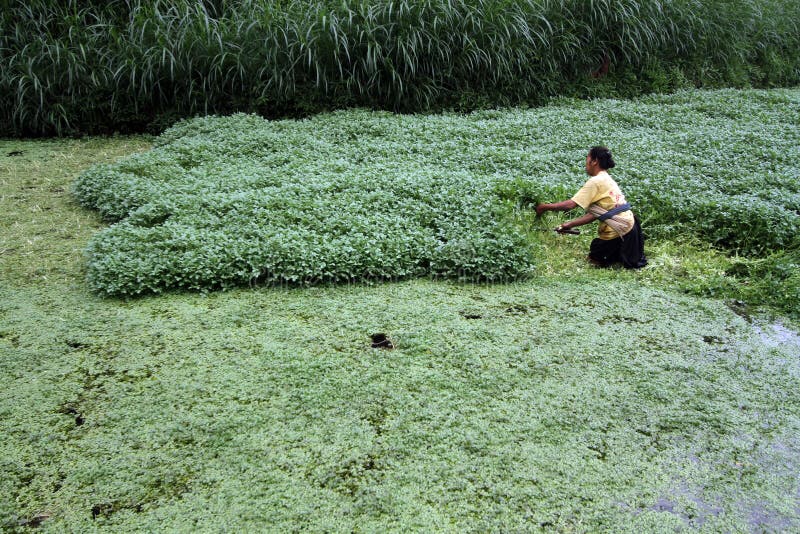 Water lettuce editorial stock image. Image of vegetables 37276839