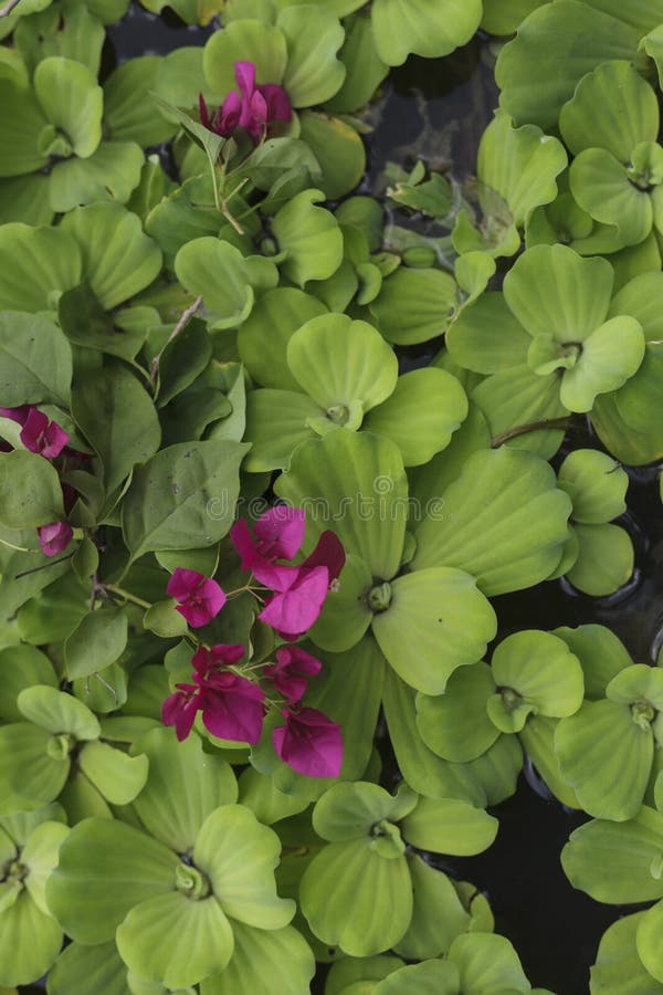 Water lettuce stock photo. Image of flower, float, detail 34981524