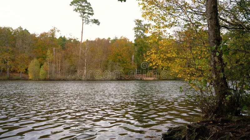 Water level clip of lake surrounded by trees in Autumn or Fall stock video