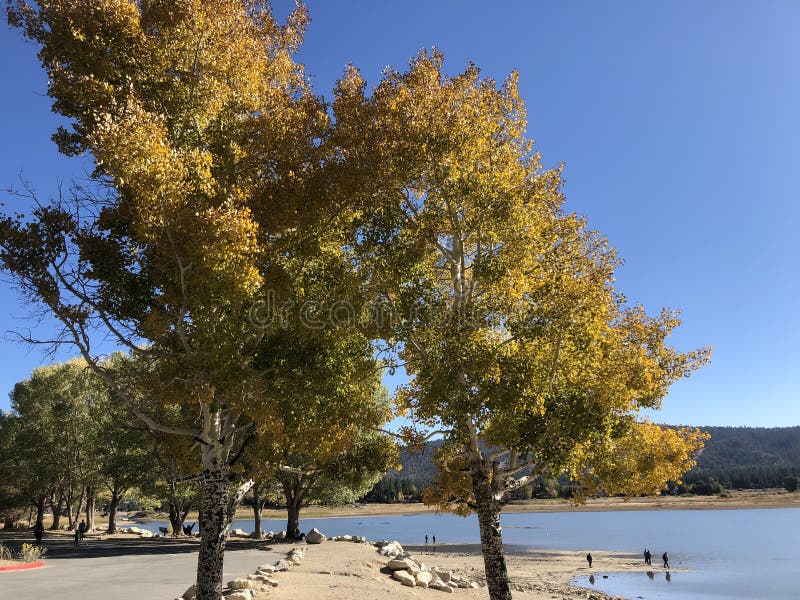 Beautiful, Crisp Fall Day at Big Bear Lake, CA Stock Image Image of deciduous, cool 232275301