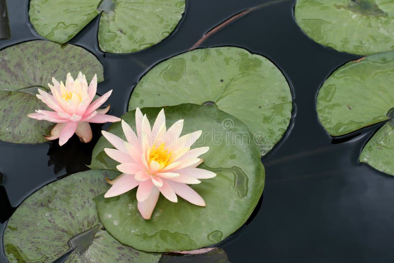 Water lilies