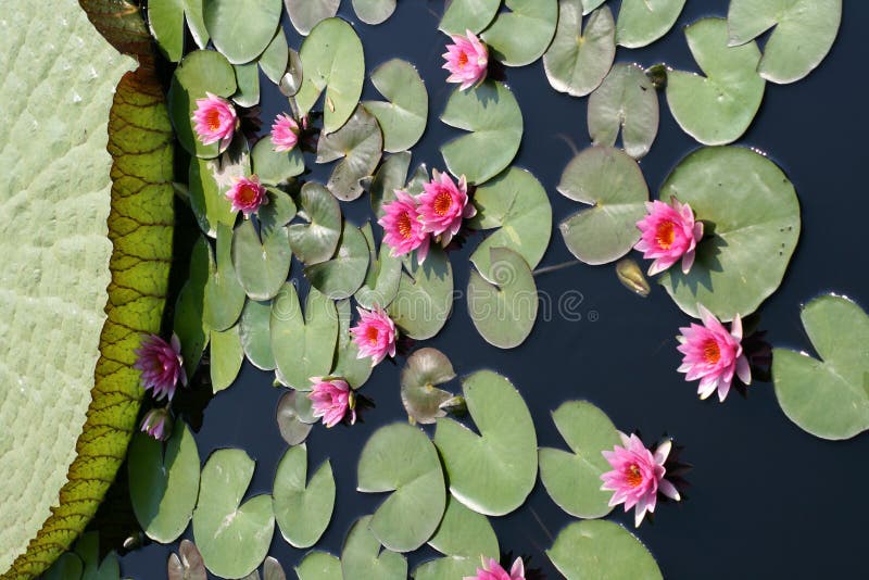 Water lilies