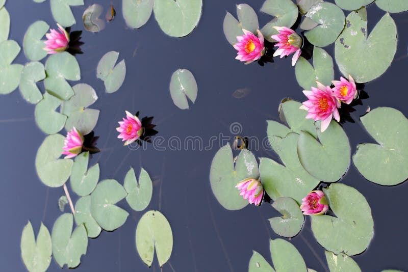 Water lilies