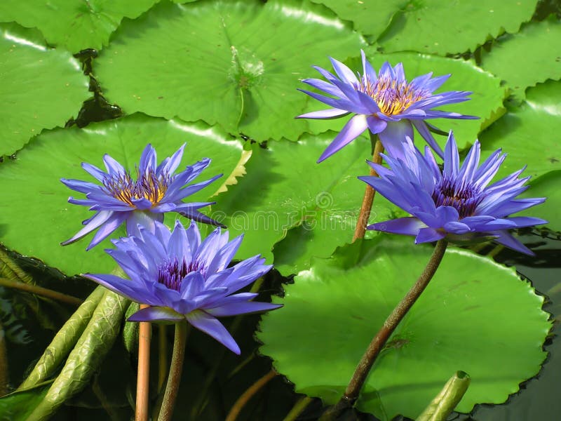 Blue Egyptian water lilies stock image. Image of lily 14175739