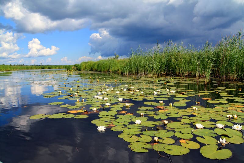 Water lilies