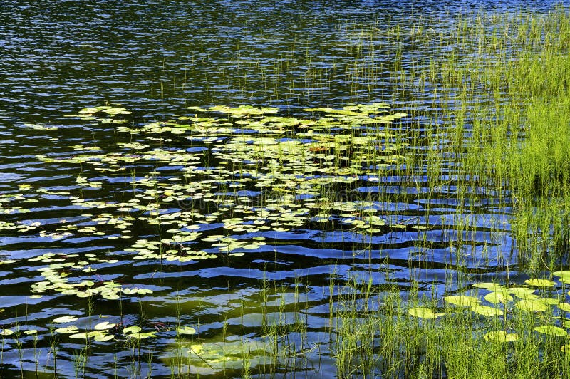 Water Lilies stock photo. Image of plants, growing, waves 26563958