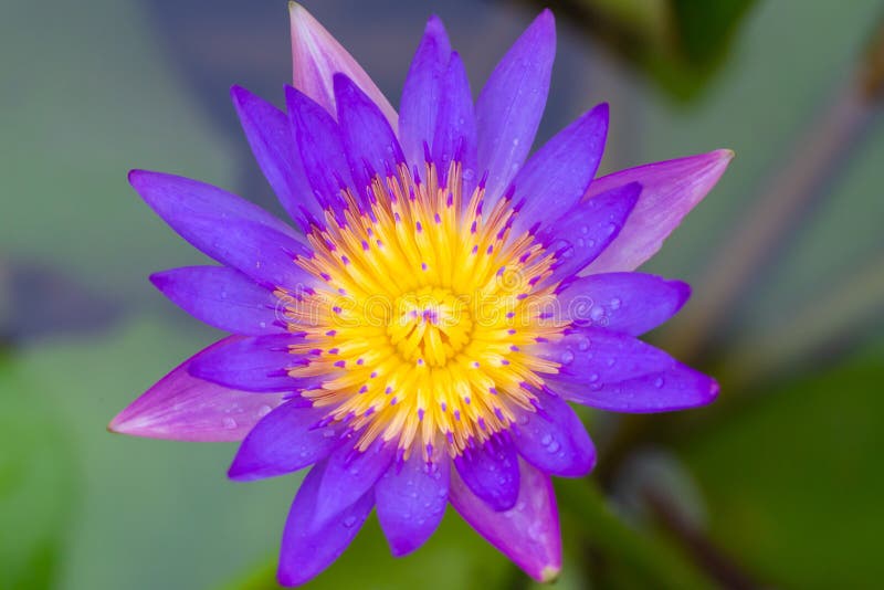 Water Lilies Aquatic Herbs in Temperate and Tropical Climates Stock