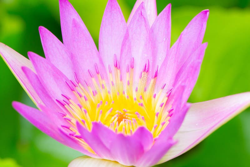 Water Lilies Aquatic Herbs in Temperate and Tropical Climates Stock