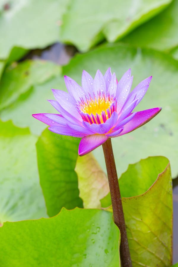 Water Lilies Aquatic Herbs in Temperate and Tropical Climates Stock