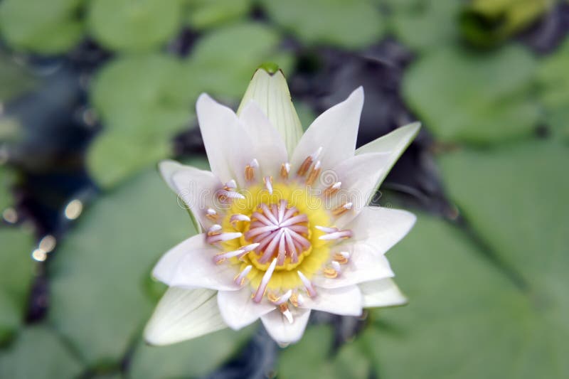 Water Lilies Begin To Bloom Stock Image Image of petal, nature 19273023
