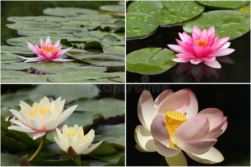 Water lilies in bloom stock photo. Image of lake, blossoming 15983524