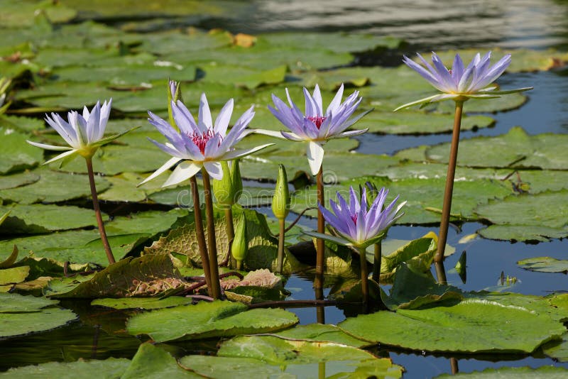 Water lilies at the bloom stock image. Image of garden 120577309