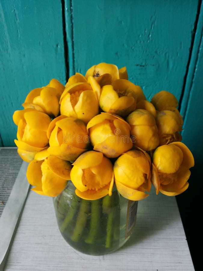 Water lilies stock image. Image of flower, lily, botany 200637165