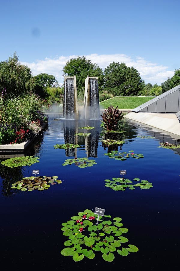 Water Lilies in the Denver Botanical Gardens Stock Image Image of