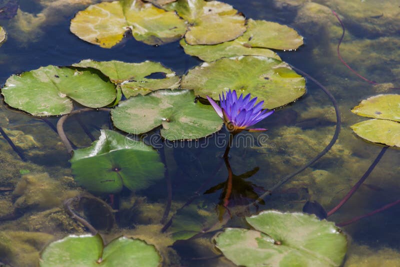 Water lilies stock photo. Image of park, leaves, flowers 73182746