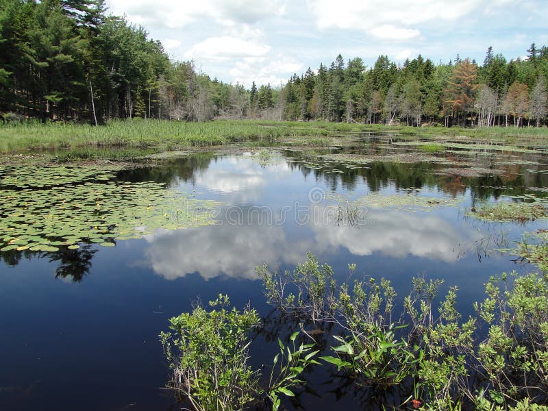 Water Lilies in New Engand Marsh Stock Image Image of pond, rushes 24659589