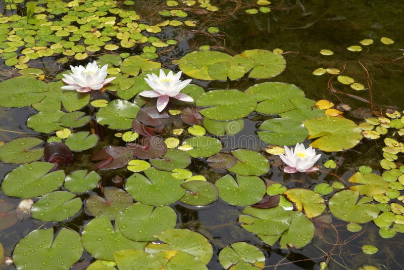 Water Lilies in a pond