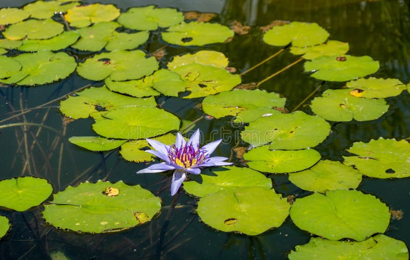 Water lilies in the pond stock photo. Image of plant 249659216