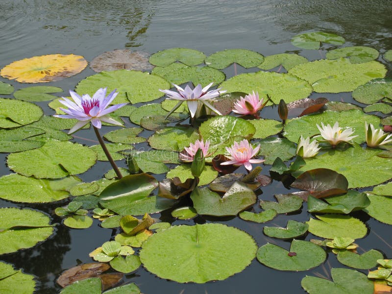 Water Lilies on Pond stock photo. Image of flowers, waterdrops 47291738