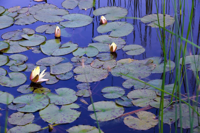Water lilies in pond with reflection of blue sky. Water lilies blossomed with broad leaves, melting in a pond with reeds and blue sky with reflection in the stock photos Water lilies in pond with reflection of blue sky. Water lilies blossomed with broad leaves, melting in a pond with reeds and blue sky with reflection in the stock photos