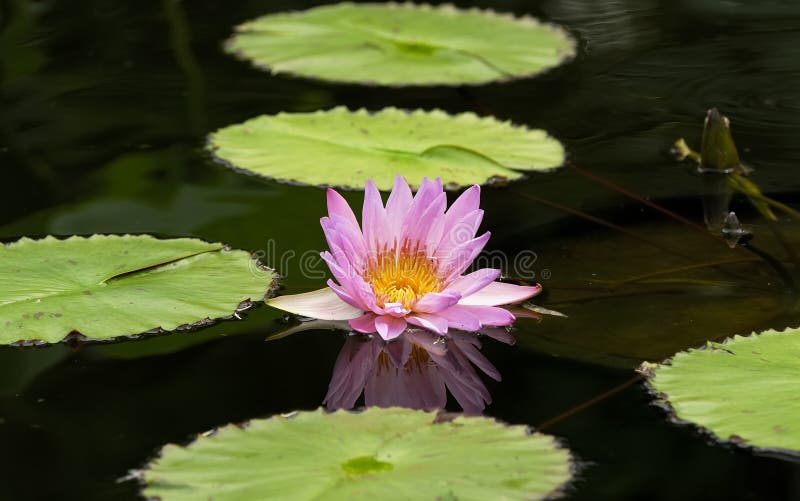 Water Lillie stock photo