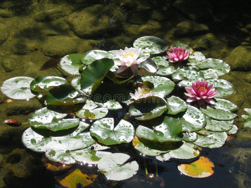 Water Lillies stock afbeelding Water Lillies stock afbeelding