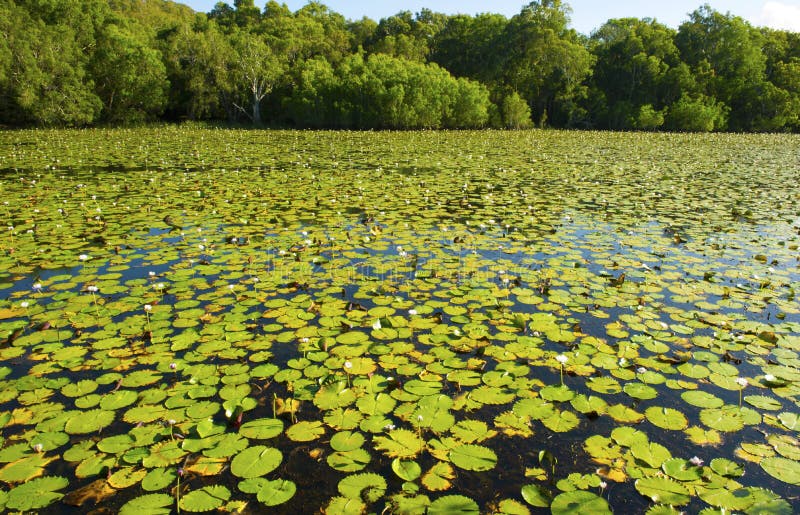 water lillies cover Keating lagoon, cooktown, queensland, australia royalty free stock photography water lillies cover Keating lagoon, cooktown, queensland, australia royalty free stock photography