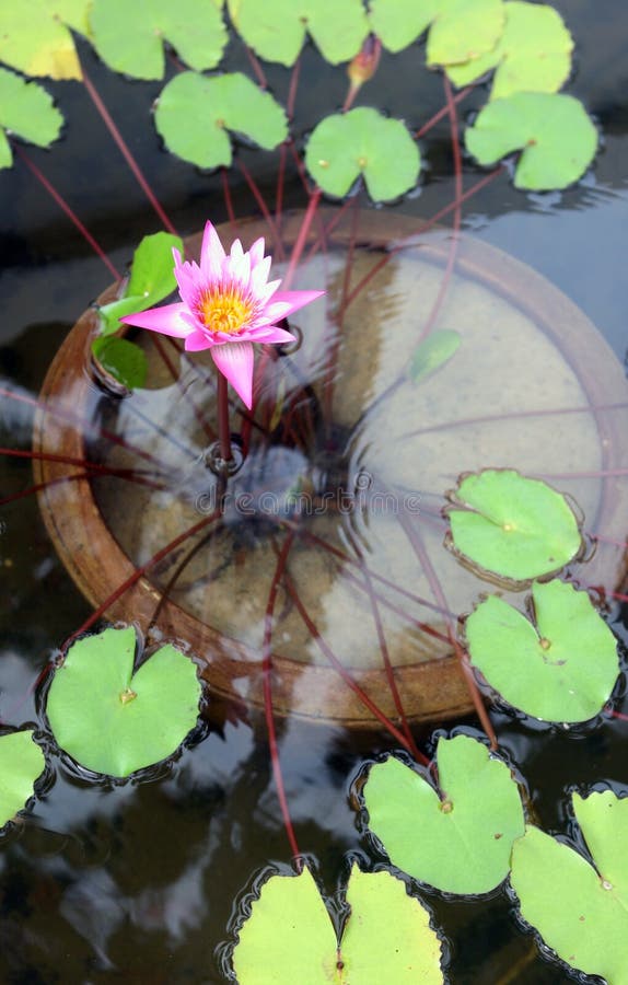 Water lilly