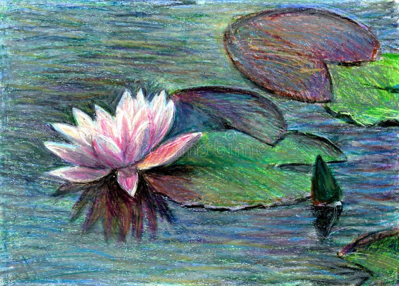 Water lilly