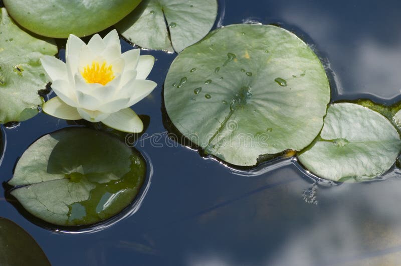 Acqua lilly in piena fioritura, con copia spazio a sinistra.