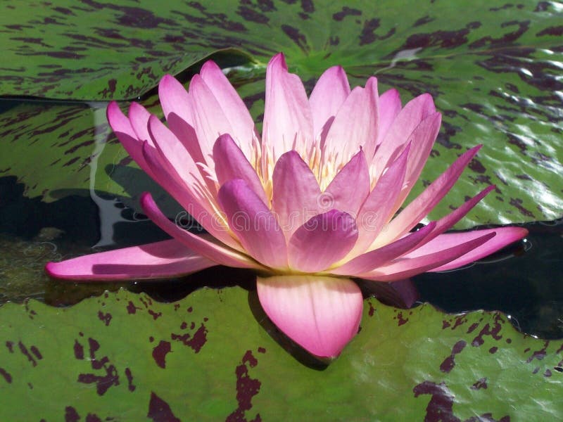 Water lilly royalty-vrije stock fotografie Water lilly royalty-vrije stock fotografie