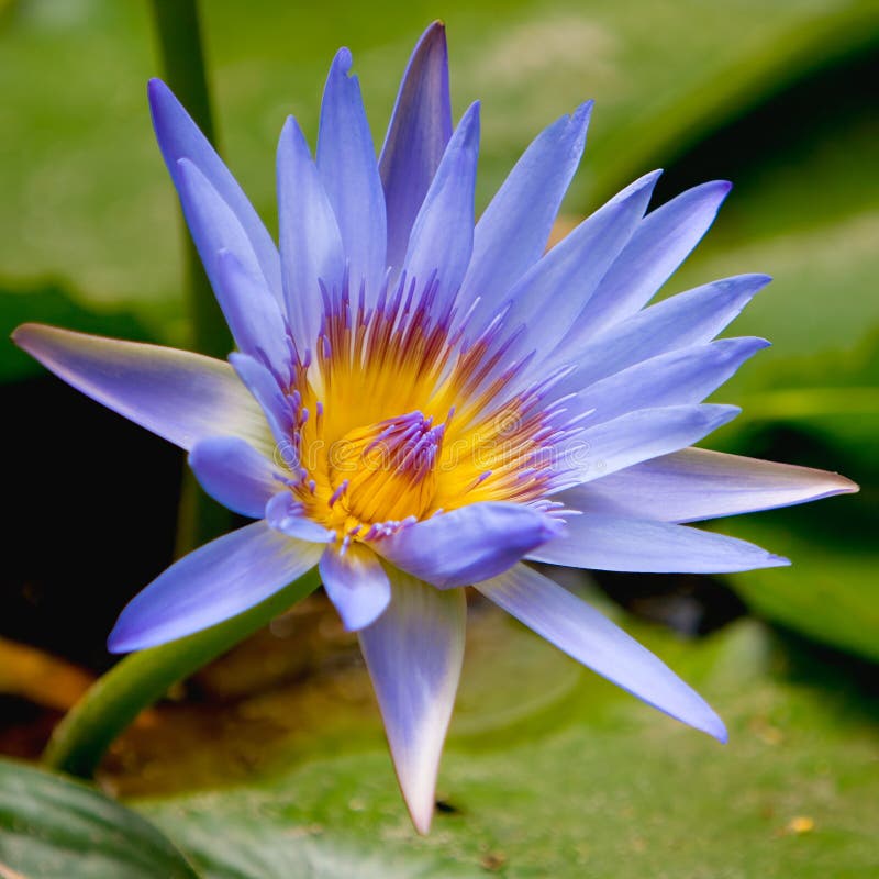 Water Lilly stock photos Water Lilly stock photos