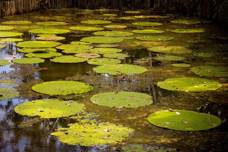 Water Lilly at Amazon River Stock Photo Image of plant, aquatic 46259456