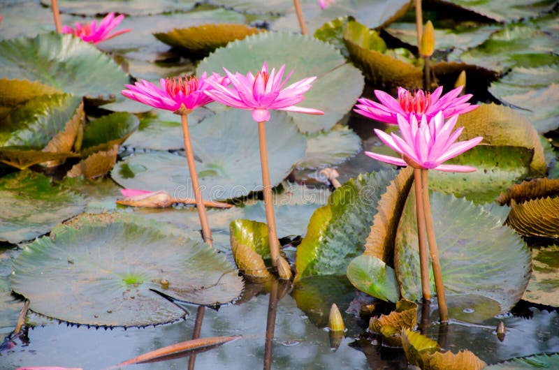 Water Lilly Fields in Kerala, India. Beautiful Water Plant Fields. from