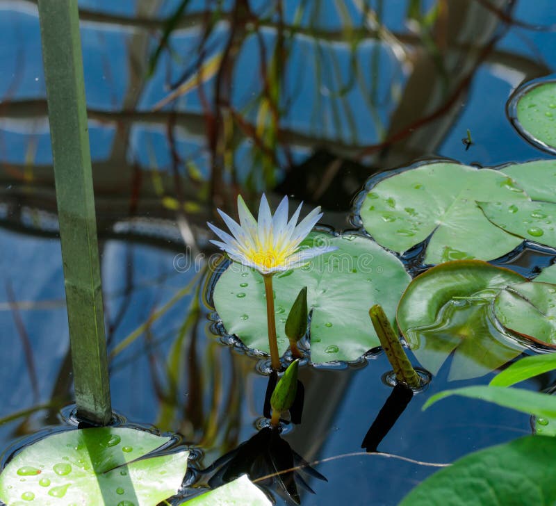 Water Lilly Flower in Laguna Stock Image Image of environment