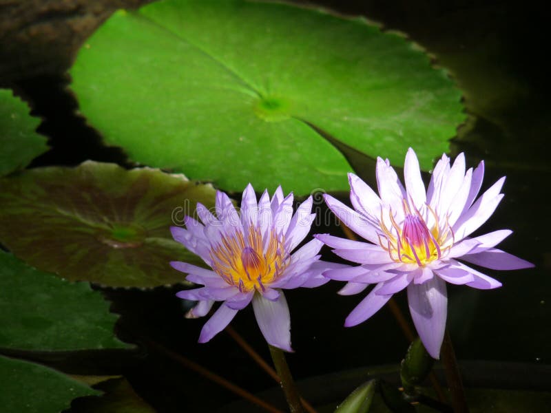 Water lilly flowers