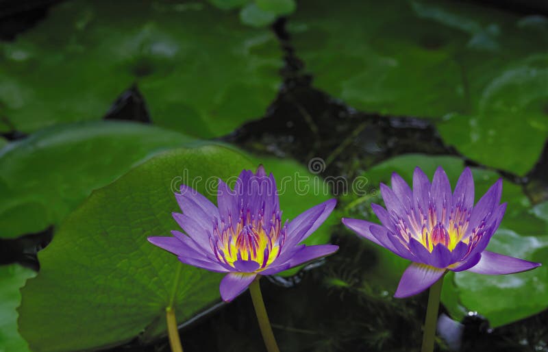 Water lilly flowers stock photo. Image of blooming, natural 57469124