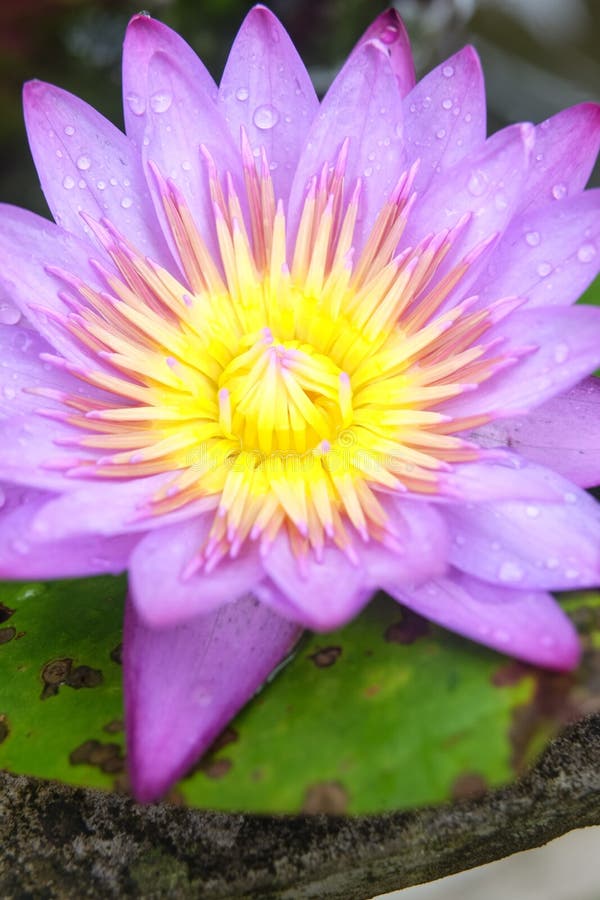 Water Lilly Flowers Bloom Beautifuly Stock Image Image of bloom