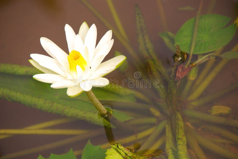 Water lily