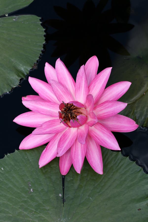 Water lily