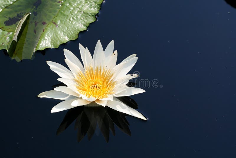 Water lily