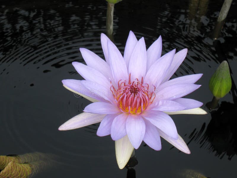 Water lily