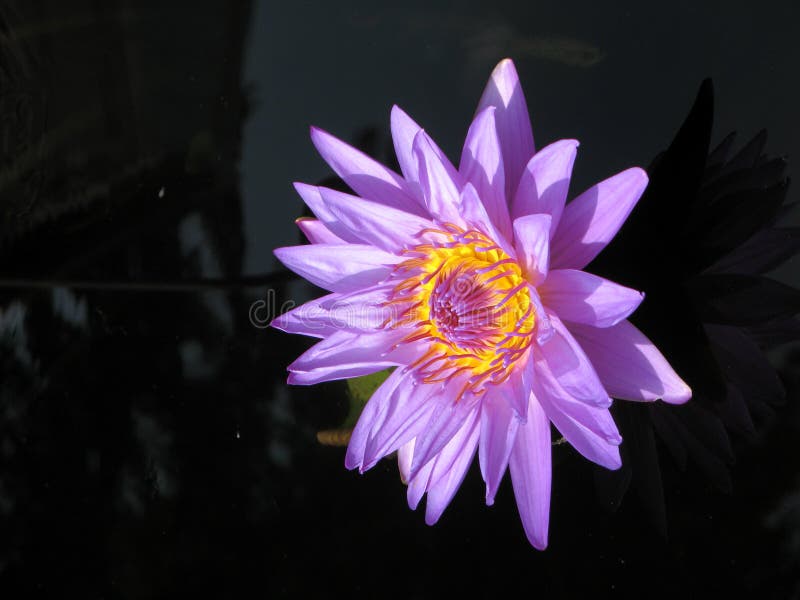 Water lily