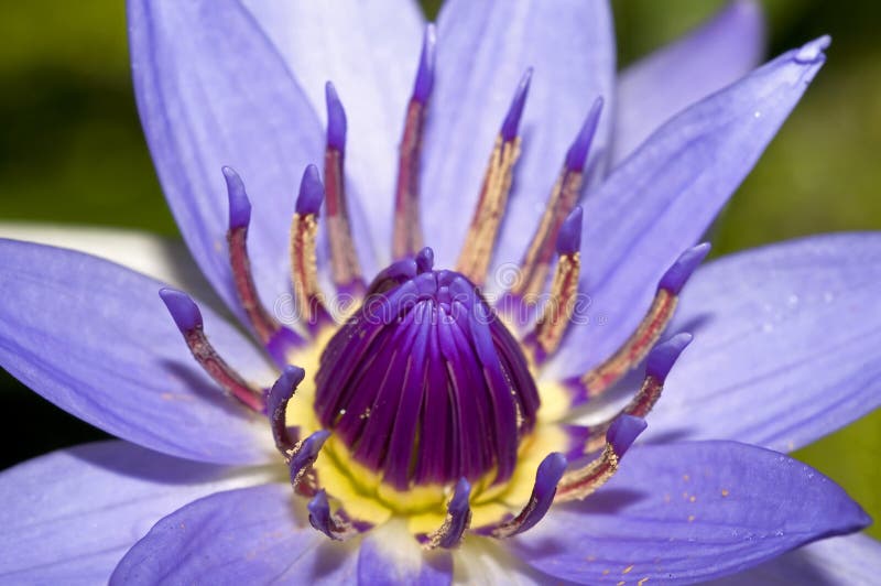 26,308 Blue Water Lily Stock Photos - Free & Royalty-Free Stock Photos from  Dreamstime