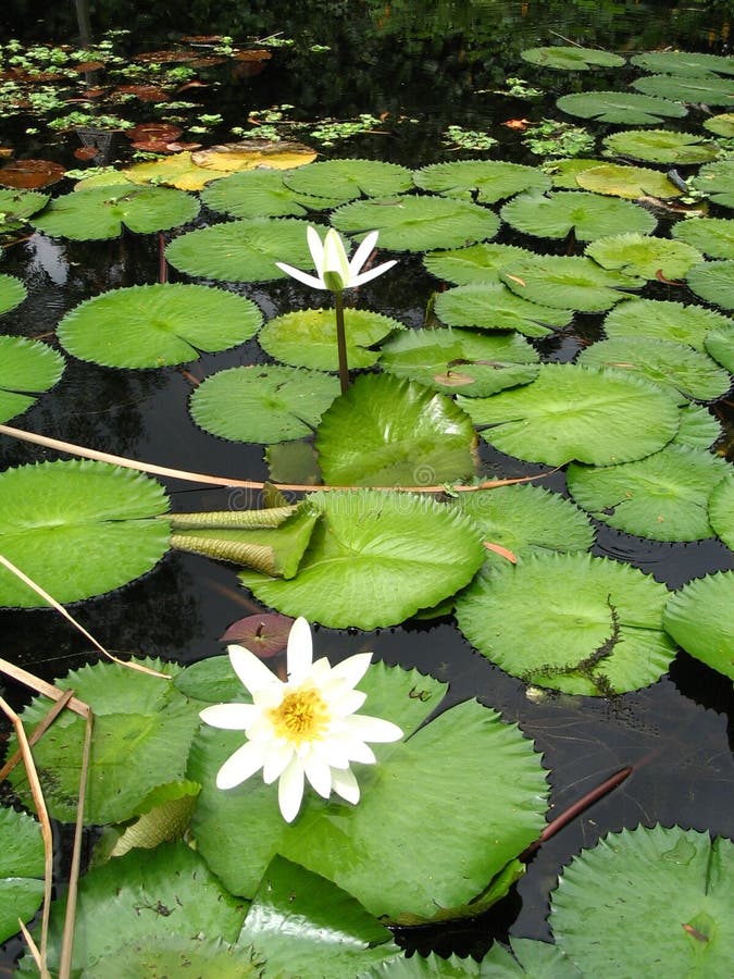 1,905 Water Lily Underwater Stock Photos Free & RoyaltyFree Stock