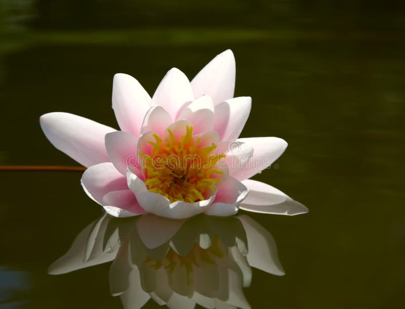 Water lily stock photo