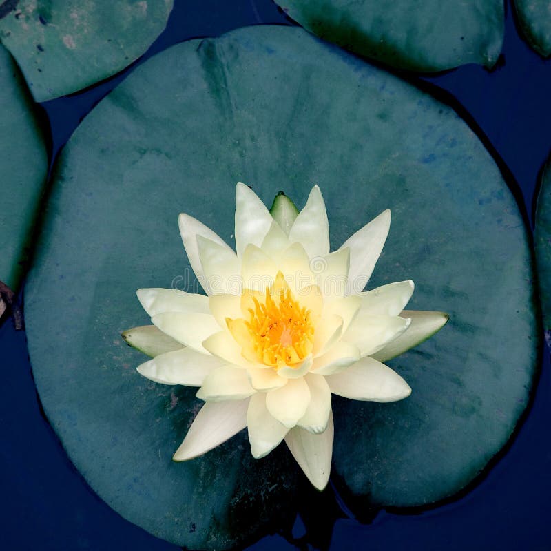 Water lily