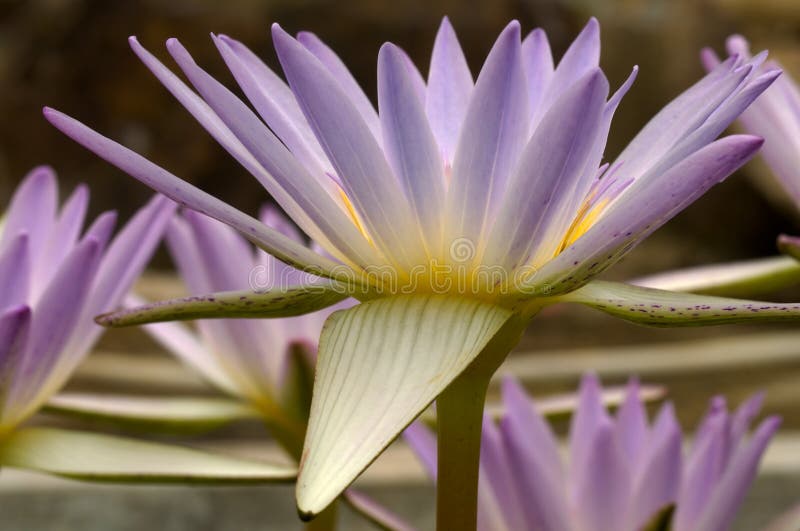 Water Lily