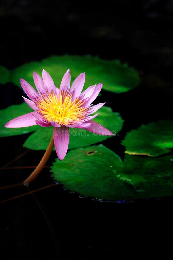 Water Lily